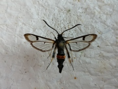 Synanthedon culiciformis