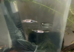 Trigonostigma heteromorpha