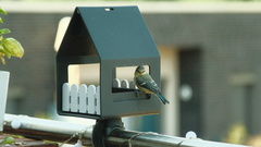 Cyanistes caeruleus caeruleus