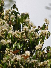 Phalanta phalantha phalantha