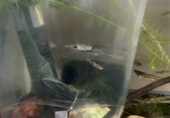 Trigonostigma heteromorpha