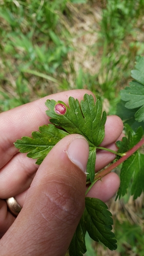 iNaturalist observation photo of Cluster Cup Rust