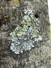 Parmelina pastillifera
