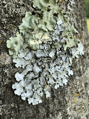 Parmelina pastillifera