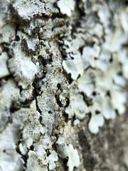 Parmelina pastillifera