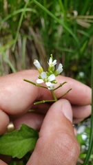 Cardamine breweri