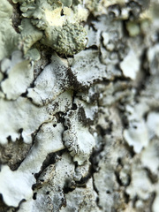 Parmelina pastillifera