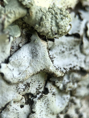 Parmelina pastillifera