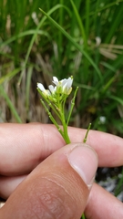 Cardamine breweri