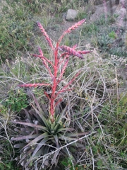 Tillandsia secunda