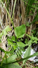 Cardamine breweri