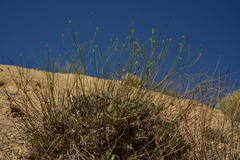Eriogonum novonudum
