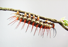 Philaethria pygmalion