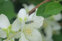 Oedemera croceicollis
