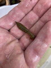 Anax longipes
