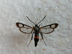 Synanthedon culiciformis