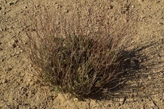 Eriogonum novonudum