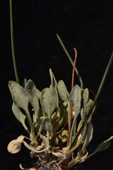 Eriogonum novonudum