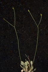 Eriogonum novonudum