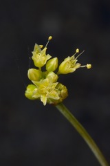 Eriogonum novonudum