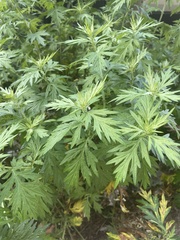 Artemisia vulgaris