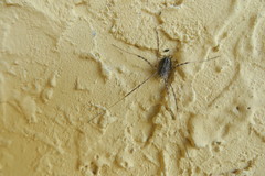 Opilio parietinus