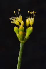 Eriogonum novonudum