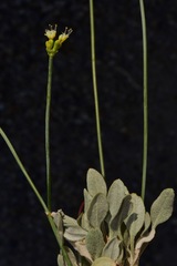Eriogonum novonudum