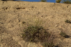 Eriogonum novonudum