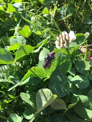 Cantharis rustica