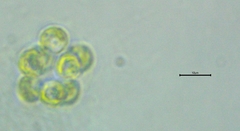 Coelastrum