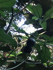 Voacanga thouarsii