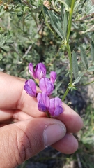 Lathyrus brownii