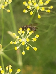 Meliponini