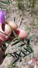 Lathyrus brownii