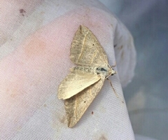 Scotopteryx