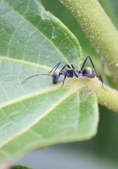 Camponotus parius