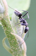Camponotus parius
