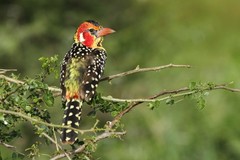 Trachyphonus erythrocephalus