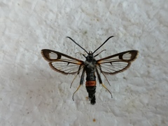Synanthedon culiciformis