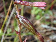 Epidendrum fimbriatum