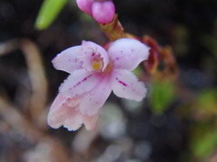 Epidendrum fimbriatum