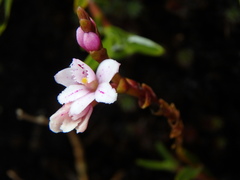 Epidendrum fimbriatum
