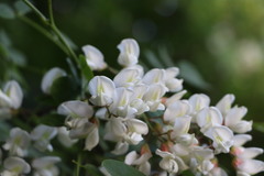 Agát biely (Robinia pseudoacacia): pôvod a využitie — fotografia 3