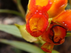 Elleanthus aurantiacus