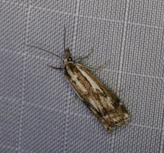 Crambus alienellus