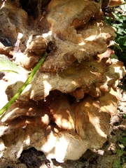 Laetiporus sulphureus