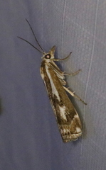 Crambus alienellus