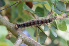 Lymantria dispar