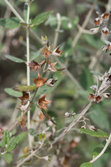 Teucrium fruticans